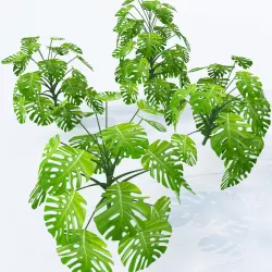 Monstera deliciosa- 4 variations 3D model