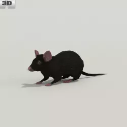  Mouse Black 3D model