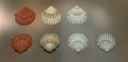 Mussel01 - 1k Triangles-Mesh and Decal Low-poly  3D model