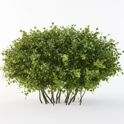 Oval  bush 3D model