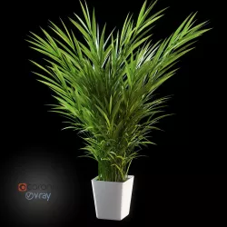 Palm tree in pot 3D model