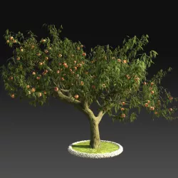 Peach tree 3D model