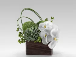 Phalaenopsis Orchid And Succulents in Box 3D model