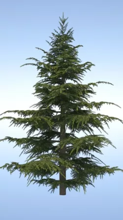 Pine Tree 3D model