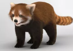 Red Lesser Panda 3D model