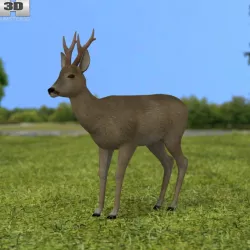 Roe Deer 3D model