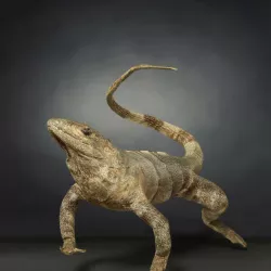 Salamander Lizard Photorealistic Posed Low-poly  3D model