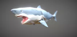 Shark 3D model