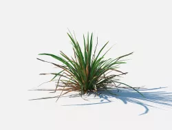 Simple grass Low-poly  3D model