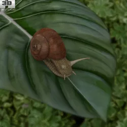 Snail 3D model