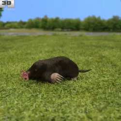  Star-Nosed Mole 3D model