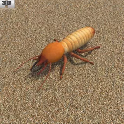 Termite beetle 3D model