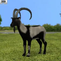 Wild Goat 3D model