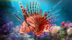 Zebra Turkeyfish Low-poly  3D model