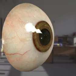  3d model Human eyeball free Free low-poly  3D model