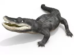 Alligator 3D model