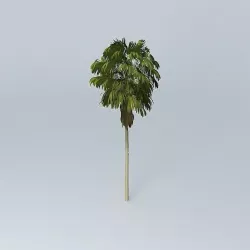 Australian Cabbage Palm Livistona australis 1 Free 3D model