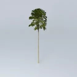 Australian Cabbage Palm Livistona australis 2 Free 3D model