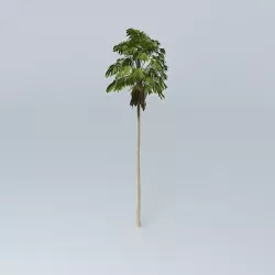 Australian Cabbage Palm Livistona australis 3 Free 3D model