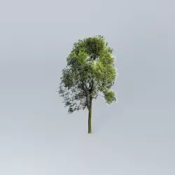 Beech Free 3D model
