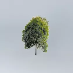 Beech Free 3D model