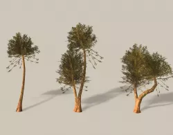Bicton Tree Low-poly  3D model