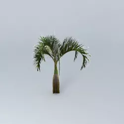 Bottle Palm Tree Free 3D model