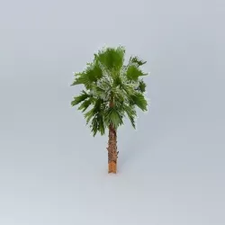 Californian Fan Palm Tree Free 3D model