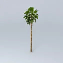 Californian Palm Tree Free 3D model