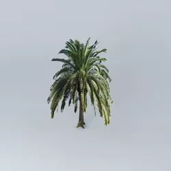 Canary Island Date Palm Tree Free 3D model