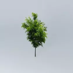 Cherry Tree Free 3D model