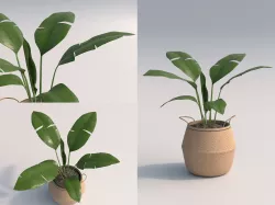 Chinese Evergreen Room Plant 3D model