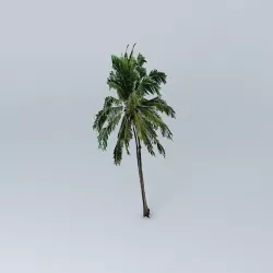 Coconut Palm Tree Free 3D model