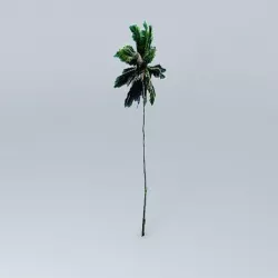 Coconut Palm Tree Free 3D model