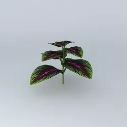 Coleus Hybrid Free 3D model