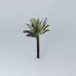 Date Palm Tree Free 3D model