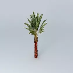 Date Palm Tree Medjool Free 3D model