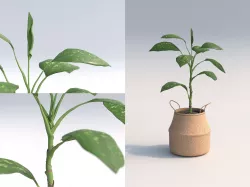 Dienffenbachia Room Plant 3D model