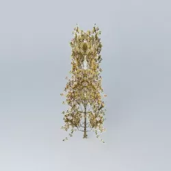Downy Oak Quercus pubescens Free 3D model