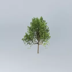 Downy Oak Quercus pubescens Free 3D model