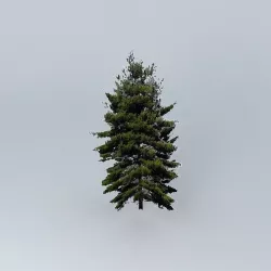 Fir Tree Free 3D model
