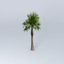 Florida Tatch Palm Tree Free 3D model