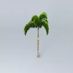 Foxtail Palm Tree Free 3D model
