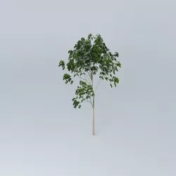 Ghost Gum Corymbia aparrerinja 1 Free 3D model