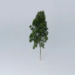 Ghost Gum Corymbia aparrerinja 2 Free 3D model