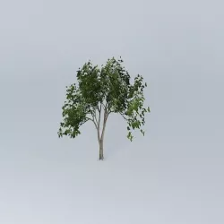 Ghost Gum Corymbia aparrerinja 3 Free 3D model