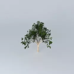 Ghost Gum Corymbia aparrerinja 4 Free 3D model