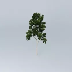 Ghost Gum Corymbia aparrerinja 5 Free 3D model