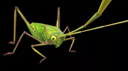 Grasshopper Animals  Low-poly  3D model