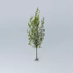 Italian poplar Free 3D model